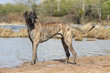 dogue allemand debout de profil