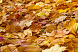 Bunte Herbstblätter