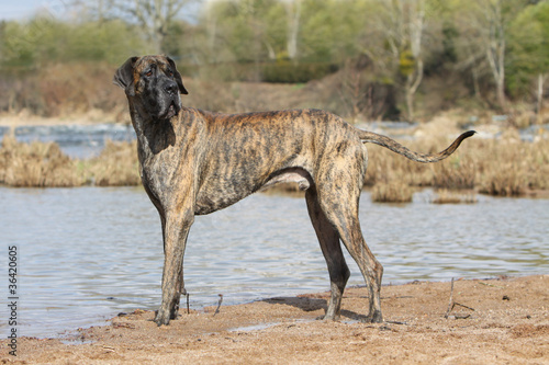 Photo: dogue allemand debout de profil dogue allemand debout de profil