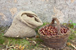 harvesting chestnuts
