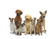 Hunde Mix