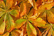 Kastanienblätter im Herbst