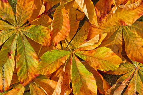 Foto: Kastanienblätter im Herbst Kastanienblätter im Herbst