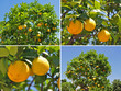 orangenbaum