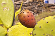 Higo de un cactus en la costa brava