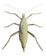 exotic female grasshopper