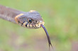 Funny grass snake Funny grass snake