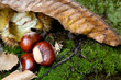 marroni nel muschio marroni nel muschio