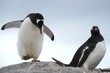 Eselspinguin (Pygoscelis papua)