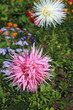 summer flowerses in town garden