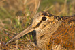 Eurasian Woodcock Scolopax rusticola