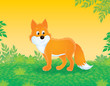 red fox