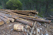 deforestation