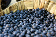 Blaubeeren im Korb