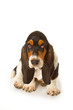 Basset