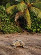 Sea turtle in Tortuguero National Park, Costa Rica