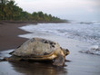 Sea turtle in Tortuguero National Park, Costa Rica Sea turtle in Tortuguero National Park, Costa Rica