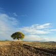 Pianta solitaria
