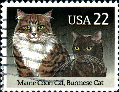 Photo: Main coon cat, burmese Cat. US Postage. Main coon cat, burmese Cat. US Postage.