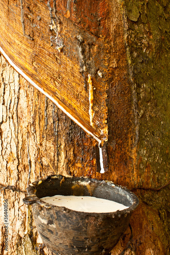 Photo: rubber tree rubber tree