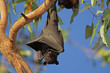 Black flying-fox, Kakadu N/P, Australia Black flying-fox, Kakadu N/P, Australia