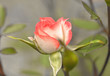 retro decor pink rose wallpaper texture