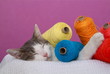 Katze