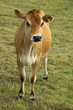Jersey cow
