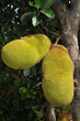 Foto: Jackfrucht Jackfrucht
