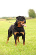 Rottweiler 8