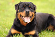 Rottweiler 9