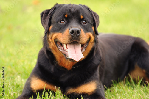 Photo: Rottweiler 9 Rottweiler 9