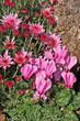 cyclamen et chrysanthème