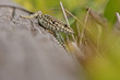 Zauneidechse (Lacerta agilis)