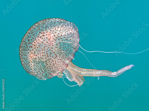 Foto: Leuchtqualle (Pelagia noctiluca) Leuchtqualle (Pelagia noctiluca)