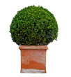 Garden plant