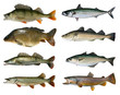 Speisefische
