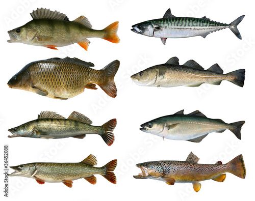Photo: Speisefische Speisefische