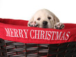 Christmas puppy