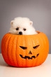 Jack O' Lantern Pumpkin Puppy