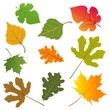 The leaves of trees. The leaves of trees.