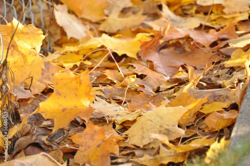 Photo: Autumn maple leafs on the ground Autumn maple leafs on the ground