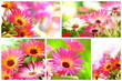 Blüten
