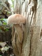 champignon