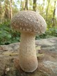 champignon