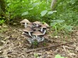 champignon