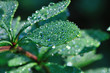 Water drops on green leaves.