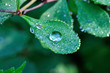 Water drops on green leaves.
