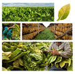 Foto: growing and drying tobacco growing and drying tobacco