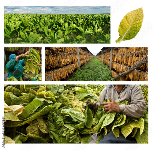 Photo: growing and drying tobacco growing and drying tobacco